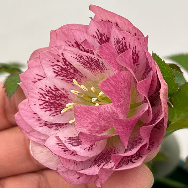 クリスマスローズ:ベルギー育種 ダブルオーバージーンホワイトエッジ26-25/4.5号ポット【現品販売】(開花終了株)