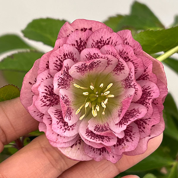 クリスマスローズ:ベルギー育種 ダブルオーバージーンホワイトエッジ26-25/4.5号ポット【現品販売】(開花終了株)