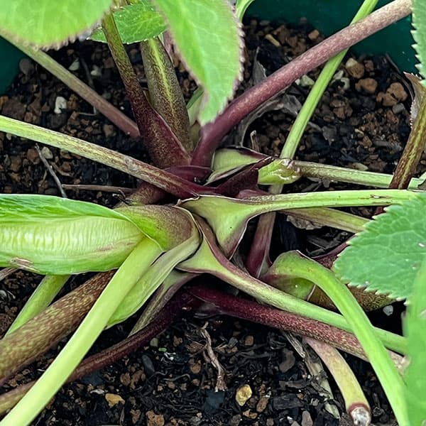 クリスマスローズ:ベルギー育種 ダブルオーバージーンホワイトエッジ26-25/4.5号ポット【現品販売】(開花終了株)