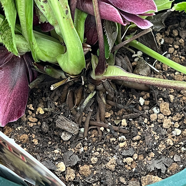 クリスマスローズ：ベルギー育種　ダブルオーバージーンホワイトエッジ26-26／4.5号ポット【現品販売】