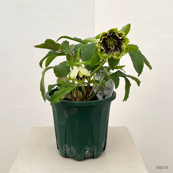 クリスマスローズ：ベルギー育種　ダブルグリーン26-17／4.5号ポット【現品販売】