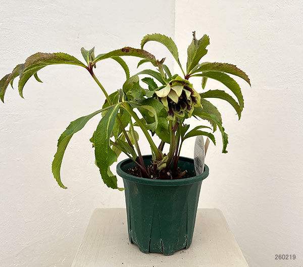 クリスマスローズ：ベルギー育種　ダブルグリーン26-18／4.5号ポット【現品販売】