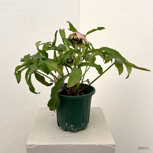 クリスマスローズ:ベルギー育種 ダブルグリーン26-19/4.5号ポット【現品販売】