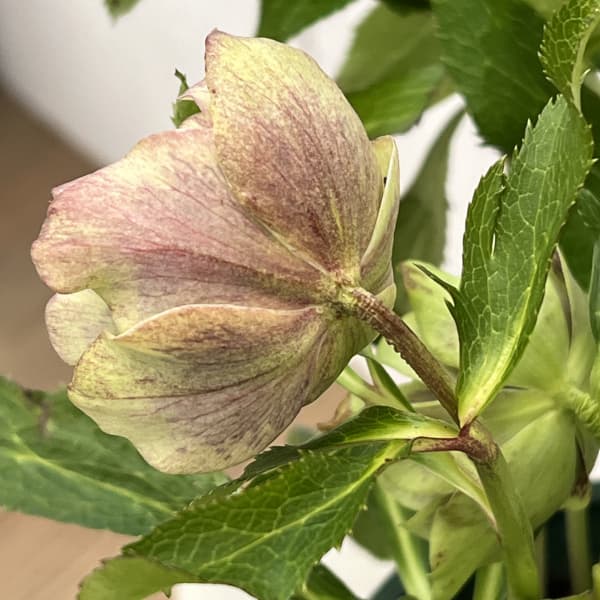 クリスマスローズ：ベルギー育種　ダブルグリーン26-19／4.5号ポット【現品販売】（開花終了株）