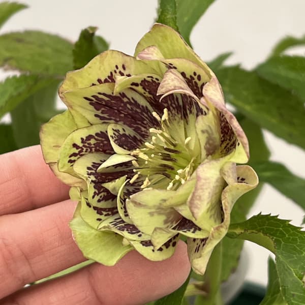 クリスマスローズ：ベルギー育種　ダブルグリーン26-19／4.5号ポット【現品販売】（開花終了株）