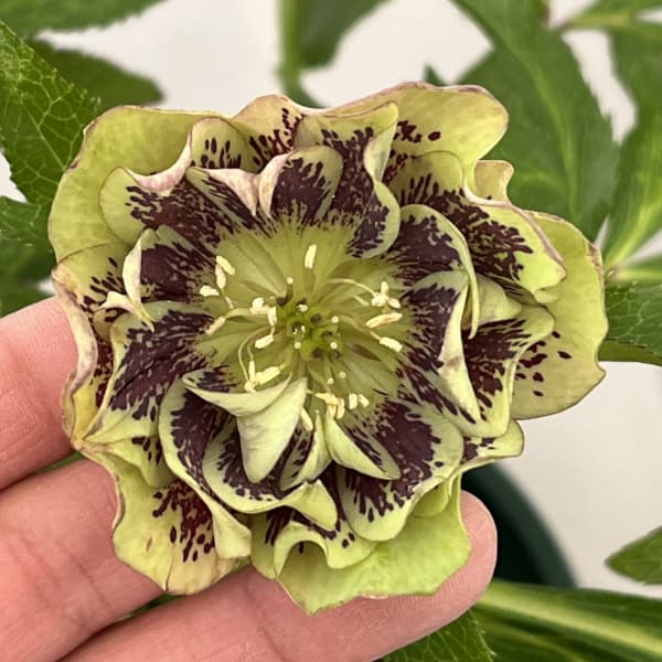 クリスマスローズ：ベルギー育種　ダブルグリーン26-19／4.5号ポット【現品販売】（開花終了株）