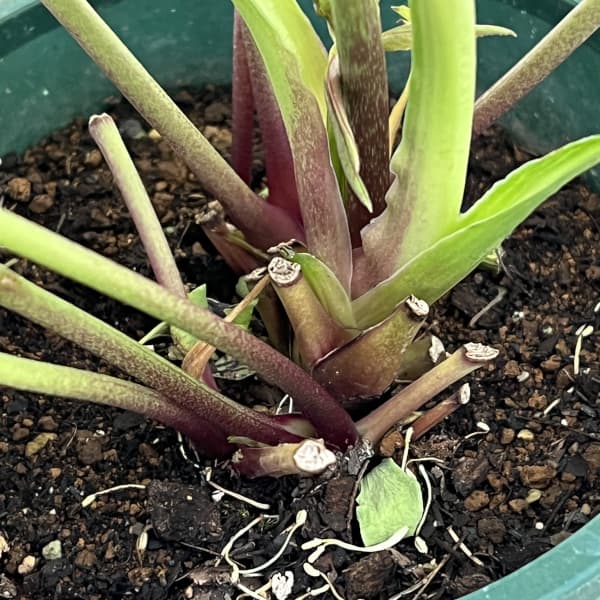 クリスマスローズ：ベルギー育種　ダブルグリーン26-19／4.5号ポット【現品販売】（開花終了株）