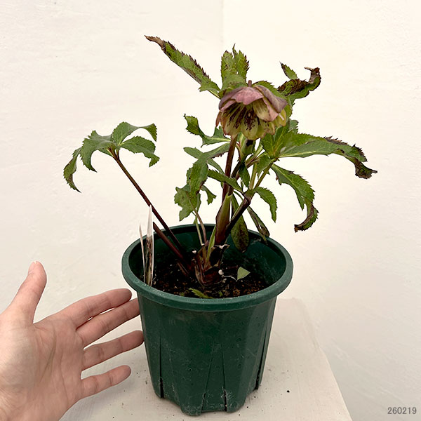 クリスマスローズ：ベルギー育種　ダブルグリーン26-20／4.5号ポット【現品販売】