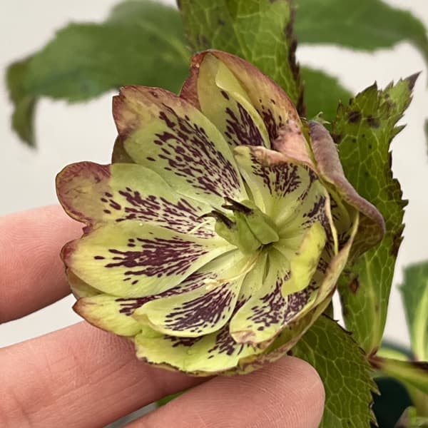 クリスマスローズ：ベルギー育種　ダブルグリーン26-20／4.5号ポット【現品販売】（開花終了株）