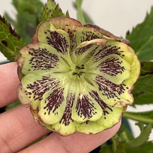 クリスマスローズ：ベルギー育種　ダブルグリーン26-20／4.5号ポット【現品販売】（開花終了株）