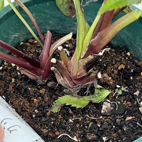 クリスマスローズ：ベルギー育種　ダブルグリーン26-20／4.5号ポット【現品販売】（開花終了株）