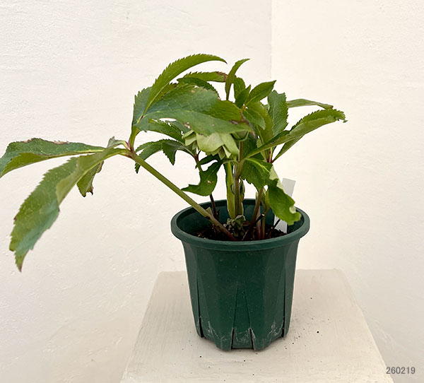 クリスマスローズ：ベルギー育種　ダブルグリーン26-24／4.5号ポット【現品販売】