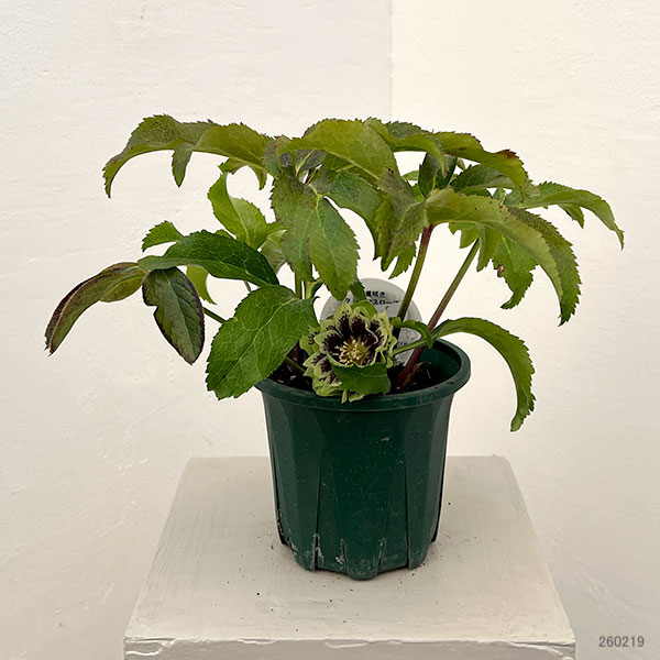 クリスマスローズ：ベルギー育種　ダブルグリーン26-25／4.5号ポット【現品販売】