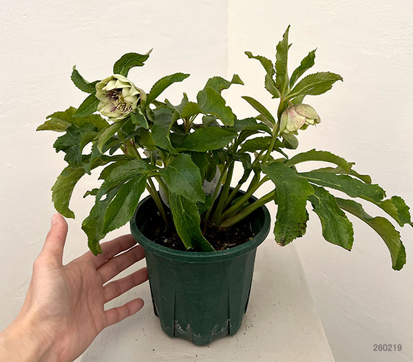 クリスマスローズ:ベルギー育種 ダブルグリーン26-26/4.5号ポット【現品販売】