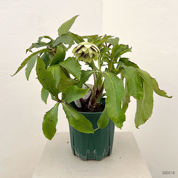 クリスマスローズ:ベルギー育種 ダブルグリーン26-27/4.5号ポット【現品販売】