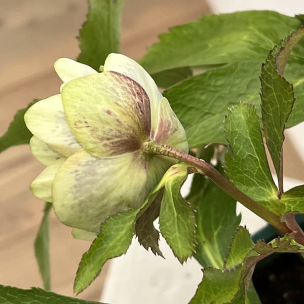 クリスマスローズ：ベルギー育種　ダブルグリーン26-27／4.5号ポット【現品販売】（開花終了株）