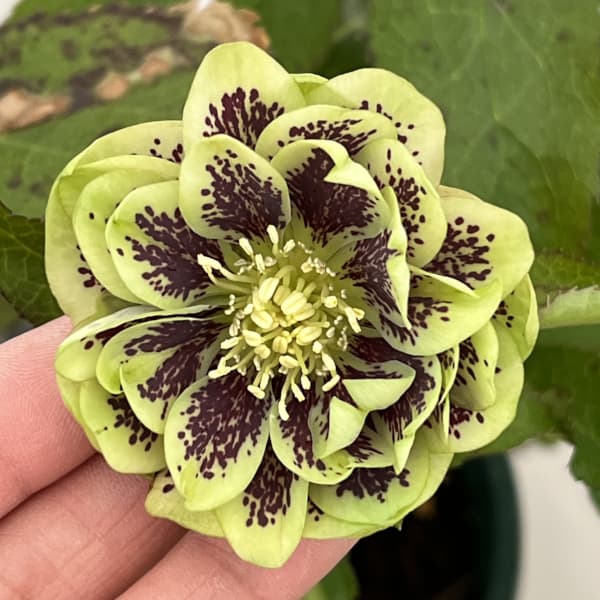 クリスマスローズ：ベルギー育種　ダブルグリーン26-27／4.5号ポット【現品販売】（開花終了株）