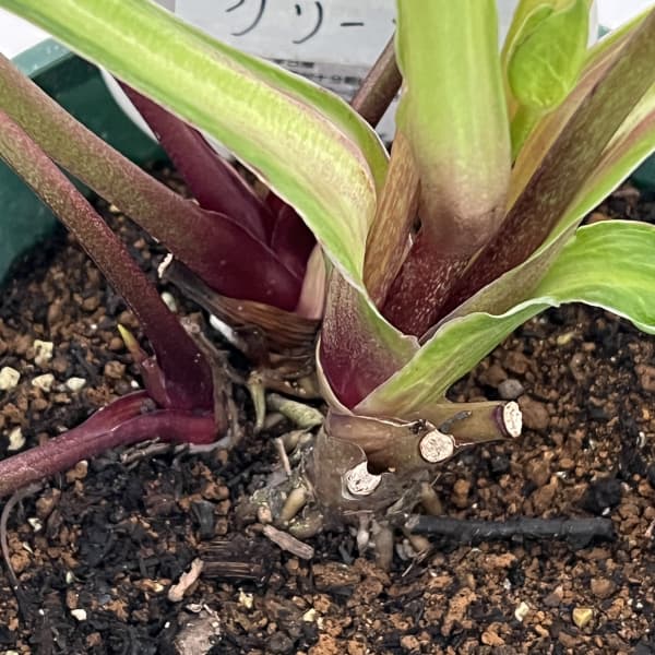 クリスマスローズ：ベルギー育種　ダブルグリーン26-27／4.5号ポット【現品販売】（開花終了株）