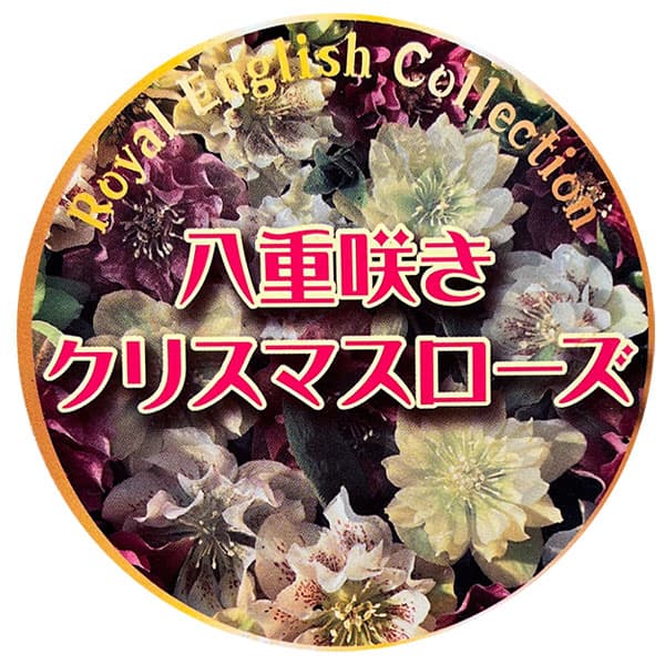 クリスマスローズ：ベルギー育種　ダブルグリーン26-23／4.5号ポット（開花終了株）【現品販売】