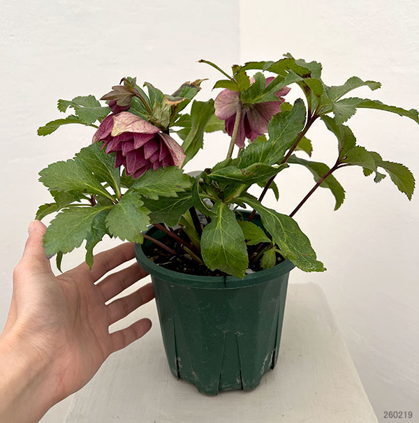 クリスマスローズ：ベルギー育種　ダブルレッドホワイトエッジ26-17／4.5号ポット【現品販売】