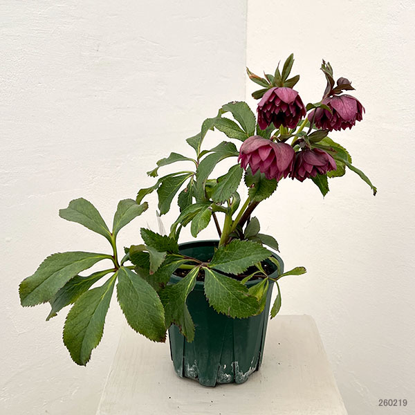 クリスマスローズ：ベルギー育種　ダブルレッドホワイトエッジ26-18／4.5号ポット【現品販売】