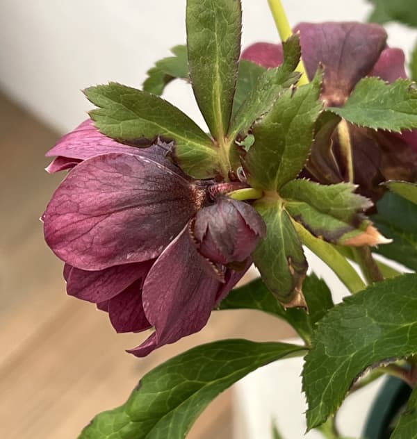 クリスマスローズ：ベルギー育種　ダブルレッドホワイトエッジ26-19／4.5号ポット【現品販売】（開花終了株）