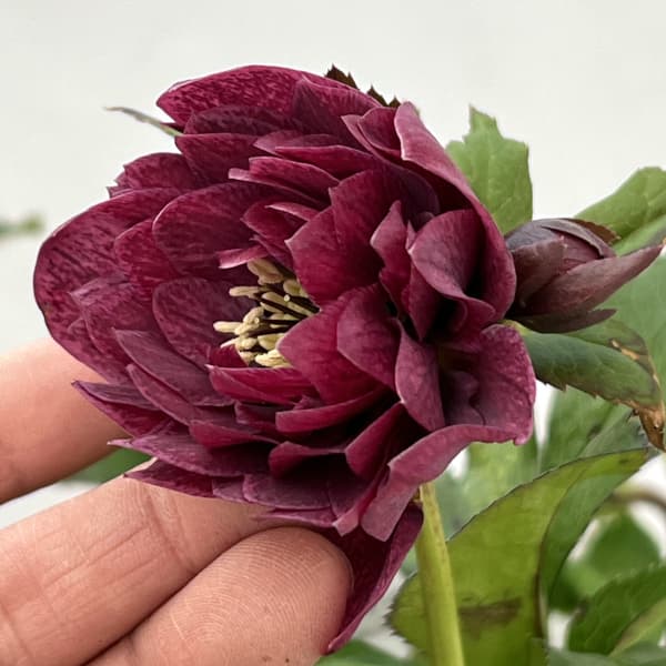 クリスマスローズ：ベルギー育種　ダブルレッドホワイトエッジ26-19／4.5号ポット【現品販売】（開花終了株）