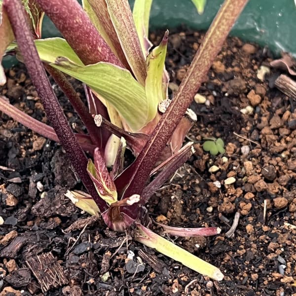 クリスマスローズ：ベルギー育種　ダブルレッドホワイトエッジ26-19／4.5号ポット【現品販売】（開花終了株）