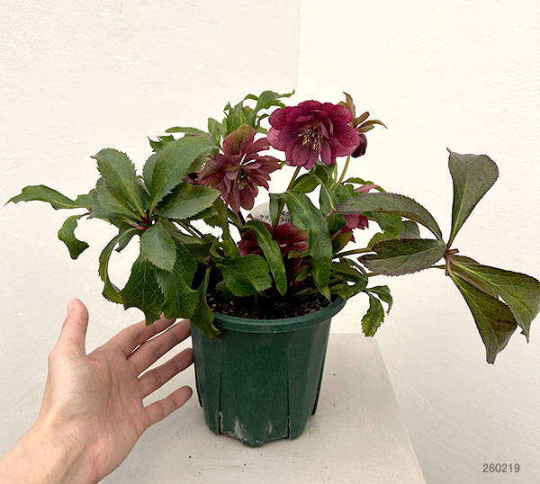 クリスマスローズ:ベルギー育種 ダブルレッドホワイトエッジ26-20/4.5号ポット【現品販売】