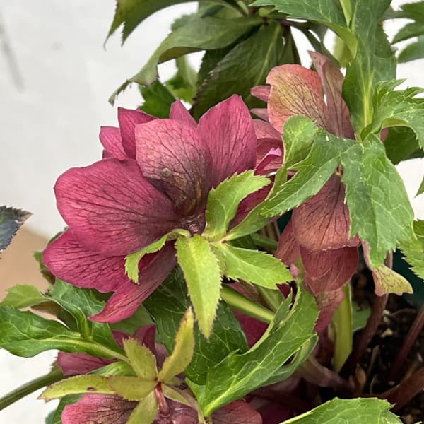 クリスマスローズ：ベルギー育種　ダブルレッドホワイトエッジ26-20／4.5号ポット【現品販売】（開花終了株）