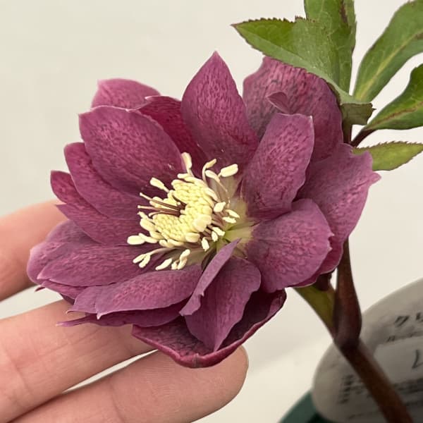 クリスマスローズ：ベルギー育種　ダブルレッドホワイトエッジ26-20／4.5号ポット【現品販売】（開花終了株）