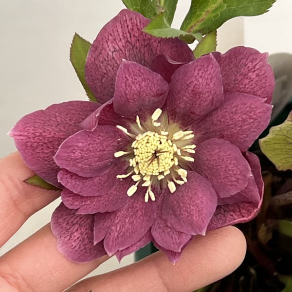 クリスマスローズ：ベルギー育種　ダブルレッドホワイトエッジ26-20／4.5号ポット【現品販売】（開花終了株）