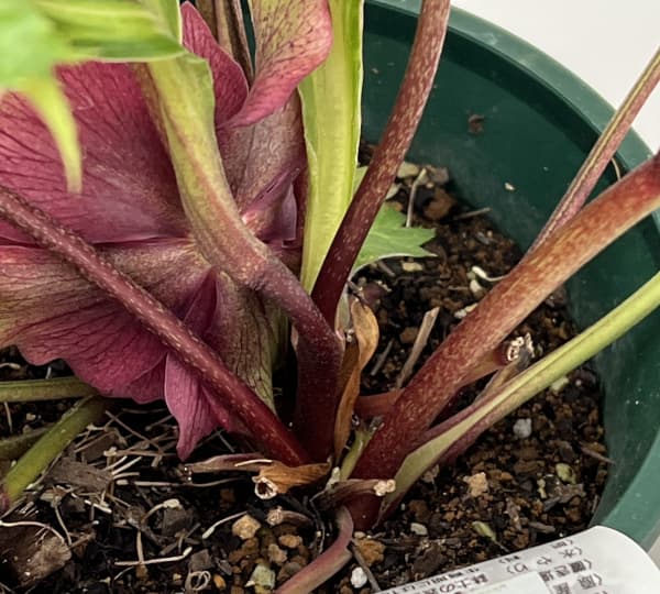 クリスマスローズ：ベルギー育種　ダブルレッドホワイトエッジ26-20／4.5号ポット【現品販売】（開花終了株）