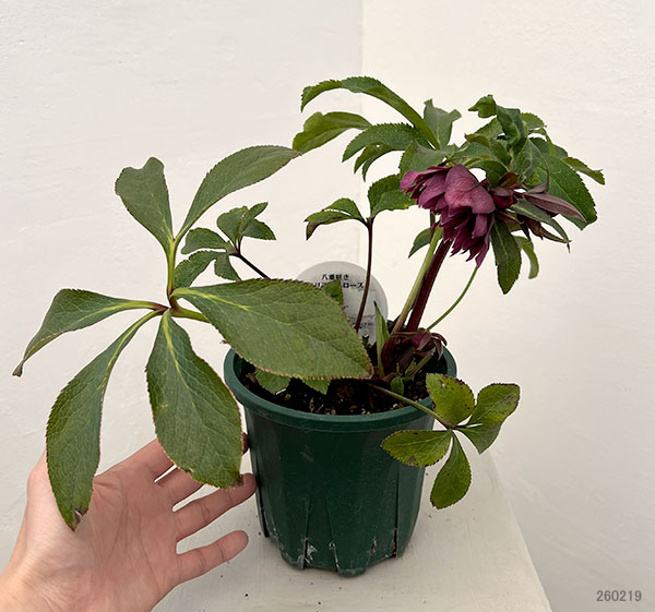 クリスマスローズ：ベルギー育種　ダブルレッドホワイトエッジ26-22／4.5号ポット【現品販売】