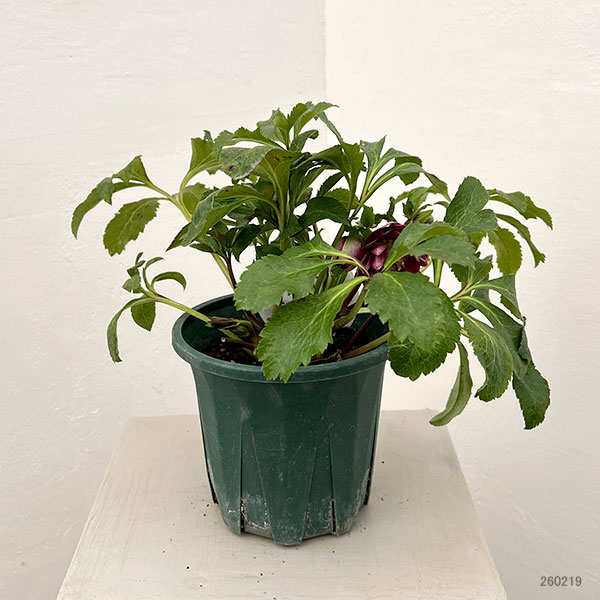 クリスマスローズ：ベルギー育種　ダブルレッドホワイトエッジ26-23／4.5号ポット【現品販売】