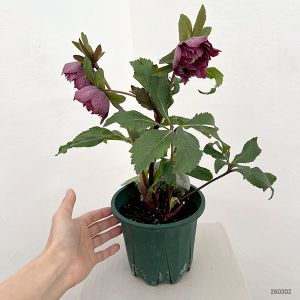 クリスマスローズ：ベルギー育種　ダブルレッドホワイトエッジ26-24／4.5号ポット【現品販売】