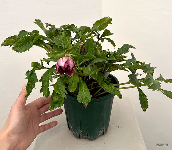 クリスマスローズ：ベルギー育種　ダブルレッドホワイトエッジ26-25／4.5号ポット【現品販売】