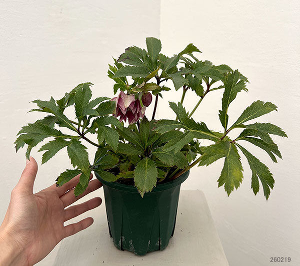 クリスマスローズ：ベルギー育種　ダブルレッドホワイトエッジ26-26／4.5号ポット【現品販売】