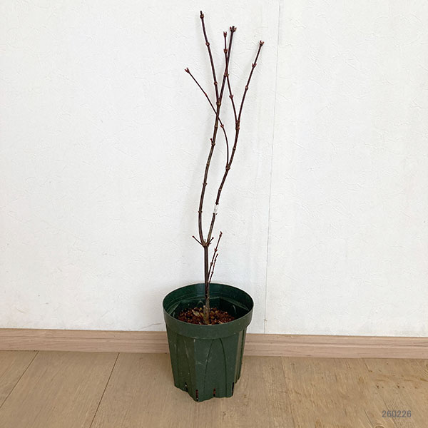 モミジ:トゥオンブリーズ・レッド・センチネル6号ポット