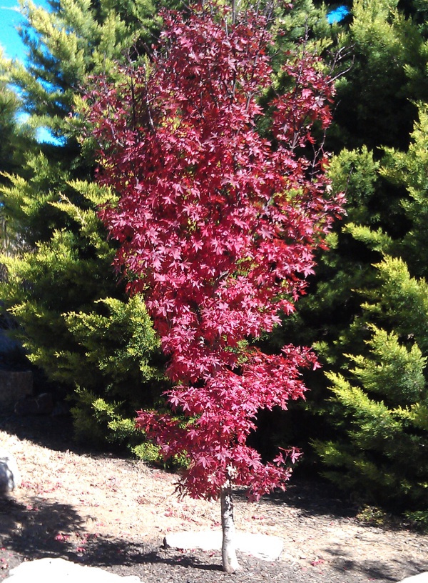 モミジ:トゥオンブリーズ・レッド・センチネル6号ポット