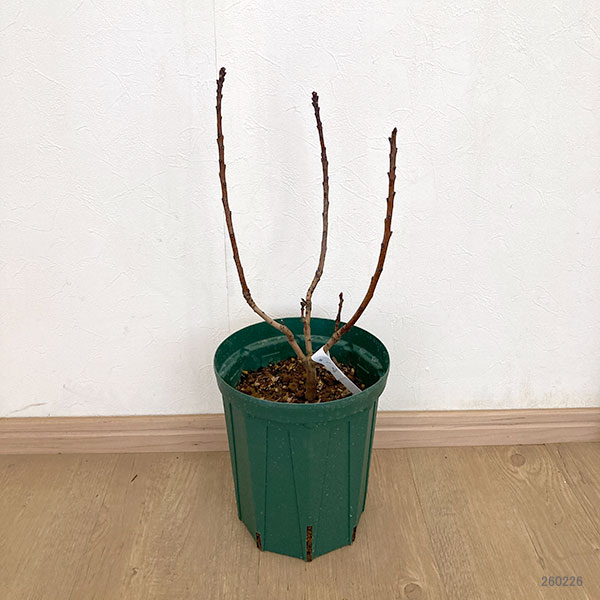 スモークツリー：スモーキージョー6号ポット