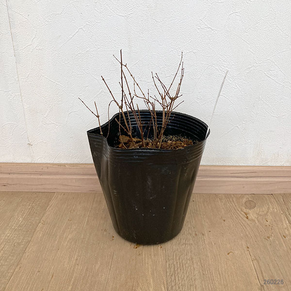 バイカウツギ(梅花ウツギ):プチ パフューム ピンク®5号ポット