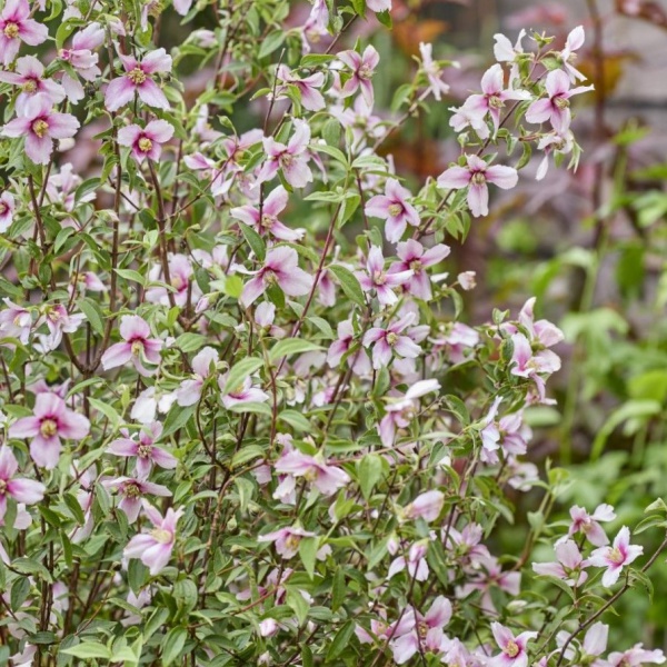 バイカウツギ(梅花ウツギ):プチ パフューム ピンク®5号ポット