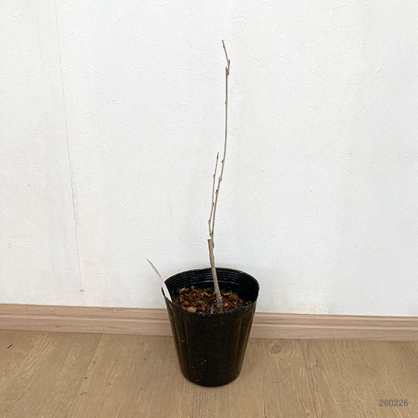 フジ（藤）：グランデディーバ＆#174;セシリア5号ポット