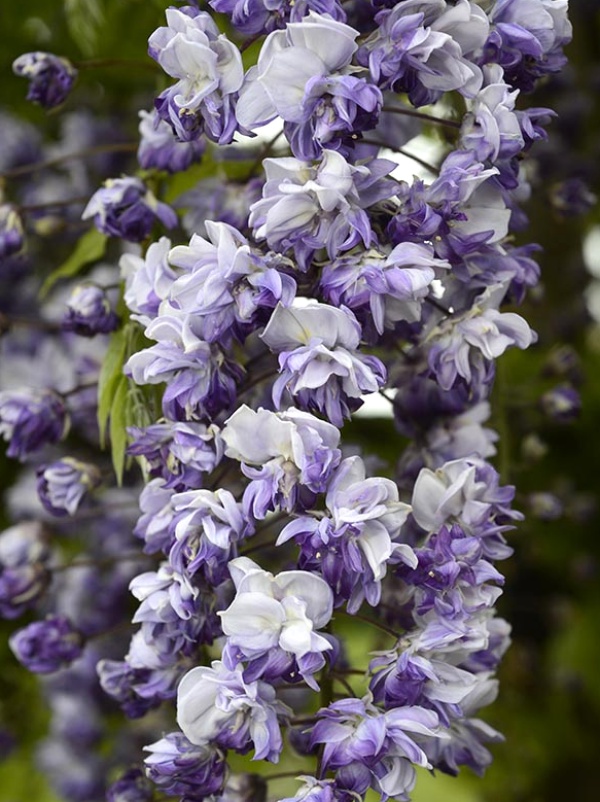 フジ（藤）：グランデディーバ＆#174;セシリア5号ポット