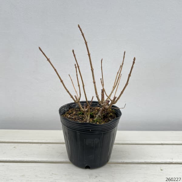 ノリウツギ（糊空木）：雪化粧（ユキゲショウ）4.5号ポット