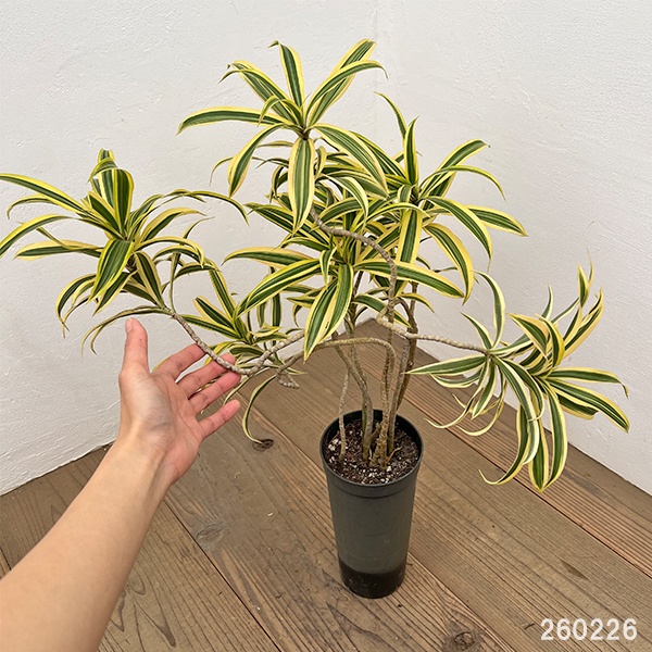 ドラセナ：ソングオブインディア 　4号ロング鉢