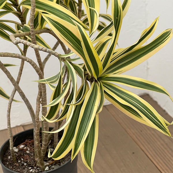 ドラセナ：ソングオブインディア 　4号ロング鉢