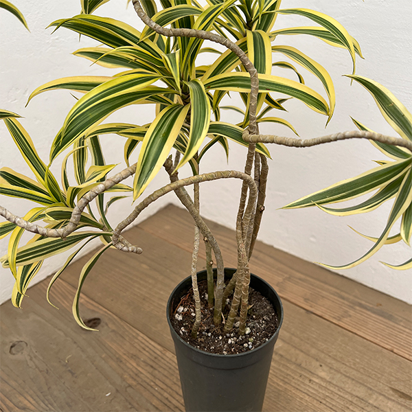 ドラセナ：ソングオブインディア 　4号ロング鉢