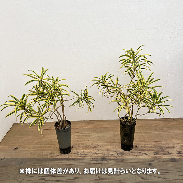 ドラセナ：ソングオブインディア 　4号ロング鉢